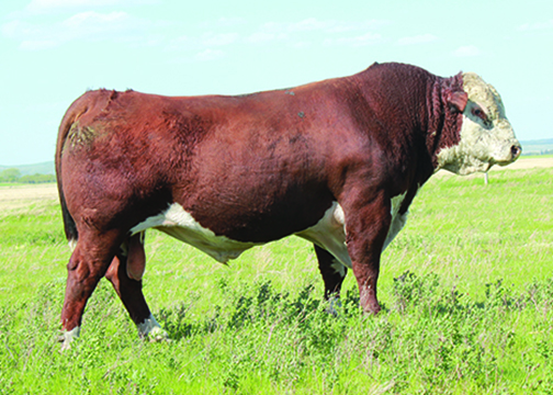 Sire Image