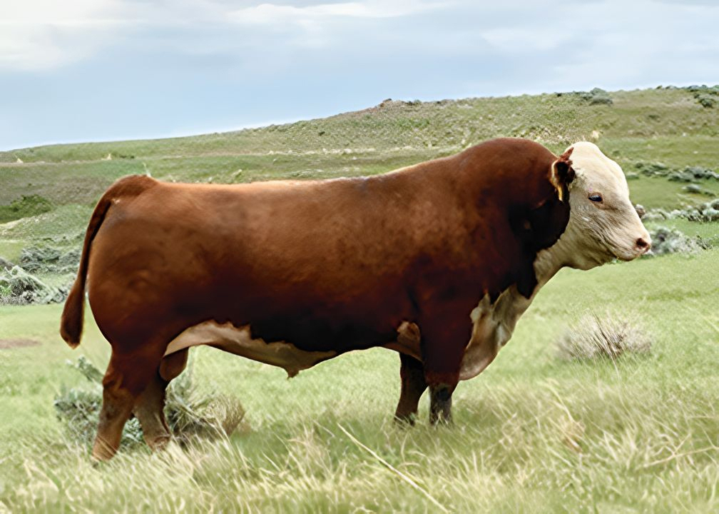 Sire Image