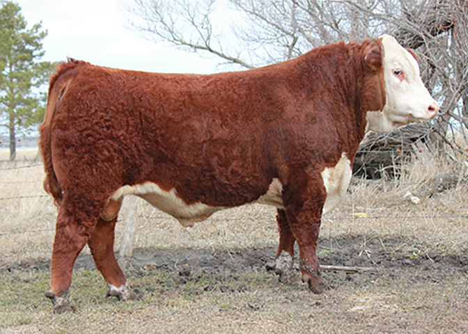 Sire Image